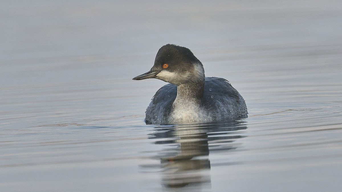 potápka černokrká - ML647902294