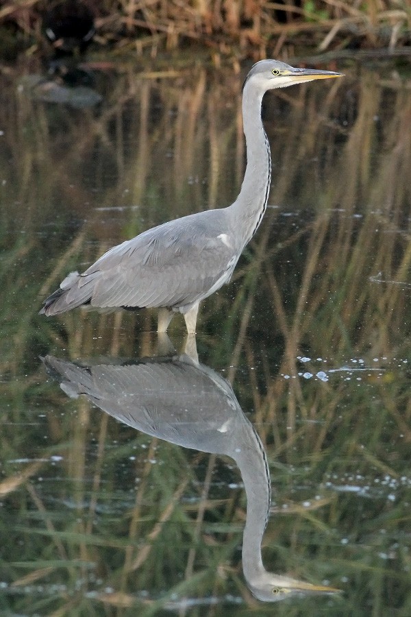 Gray Heron (Gray) - ML64790231