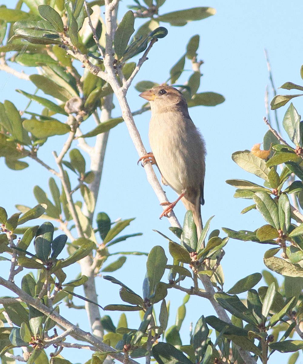 House Sparrow - ML647902332