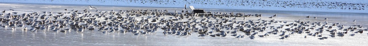Gaviota/Gavión sp. - ML647902361