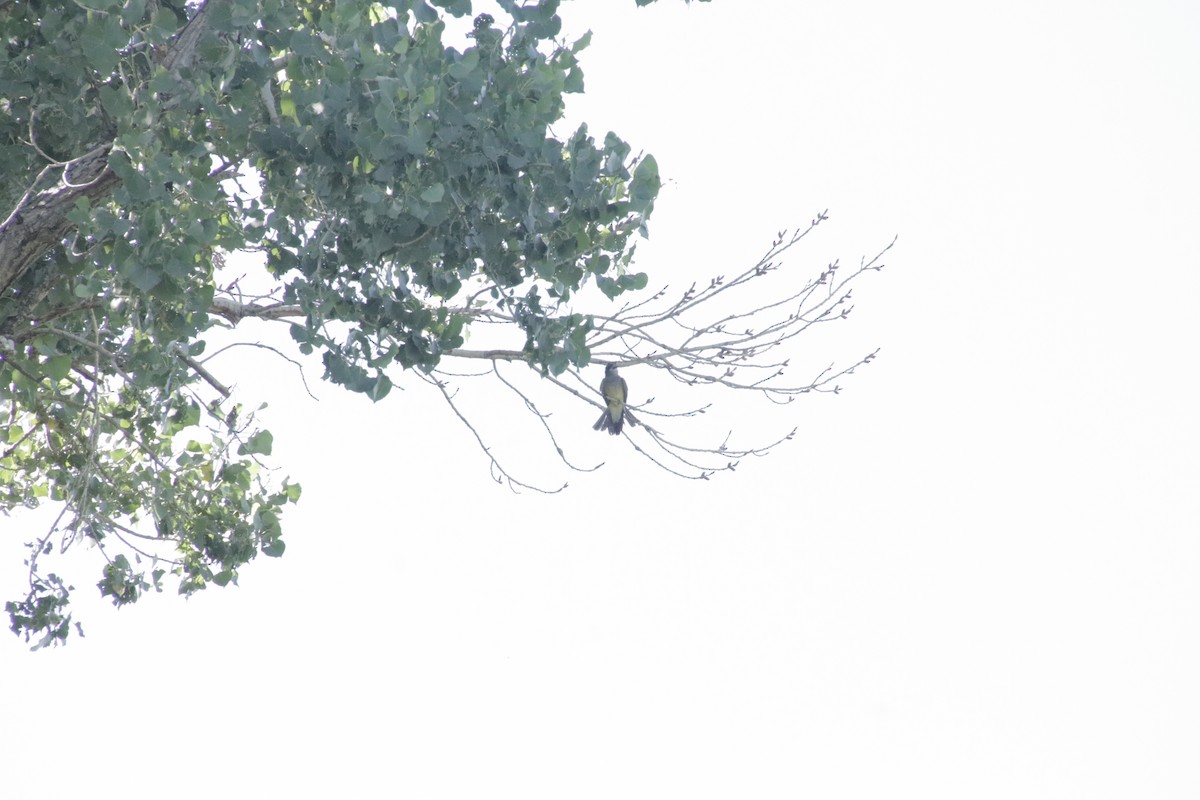Cassin's Kingbird - ML647902393