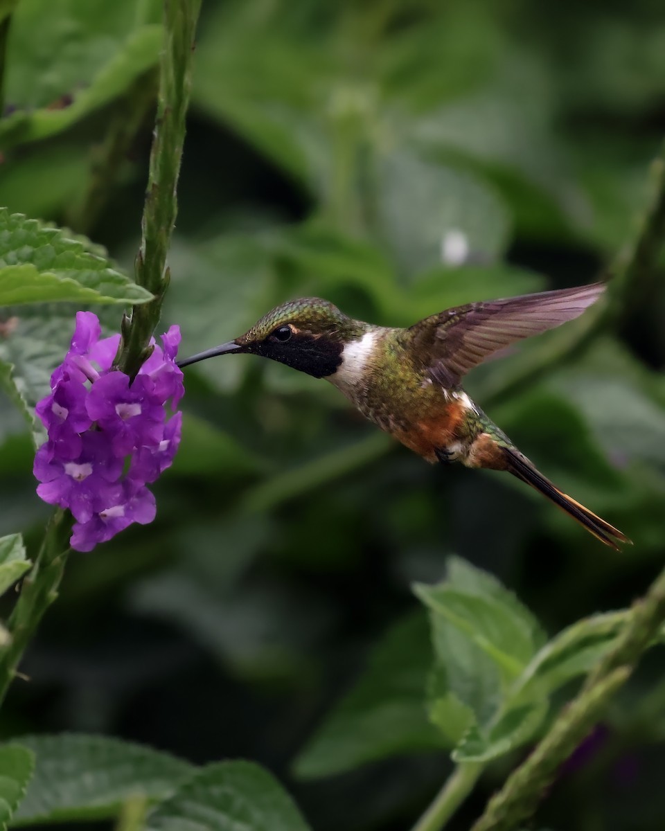 Magenta-throated Woodstar - ML647902398