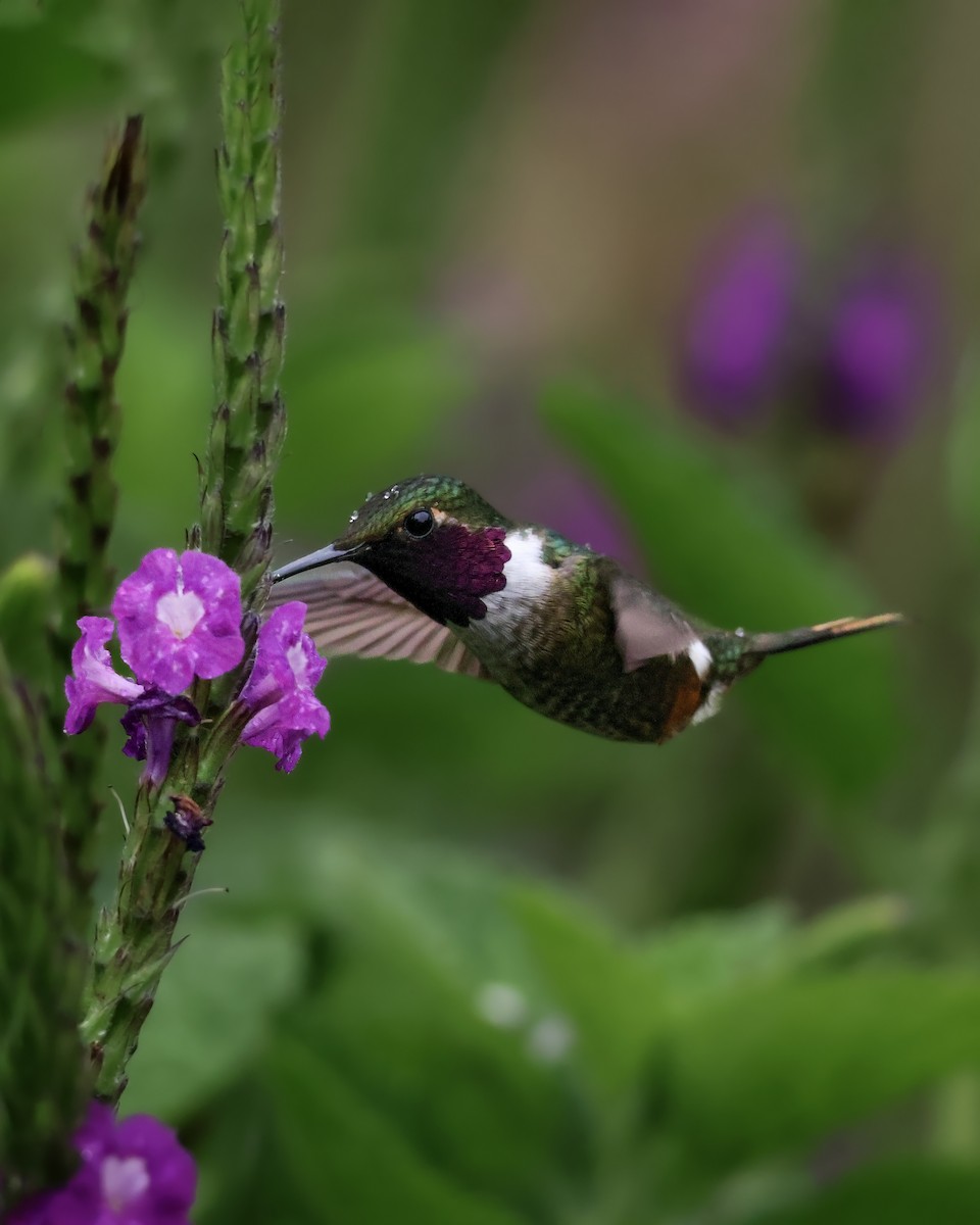 Magenta-throated Woodstar - ML647902399
