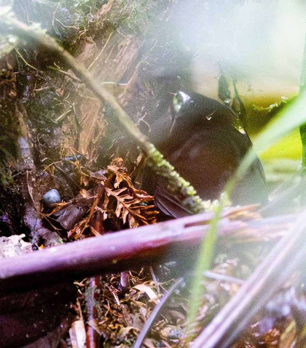 Rufous-vented Tapaculo - ML647902400