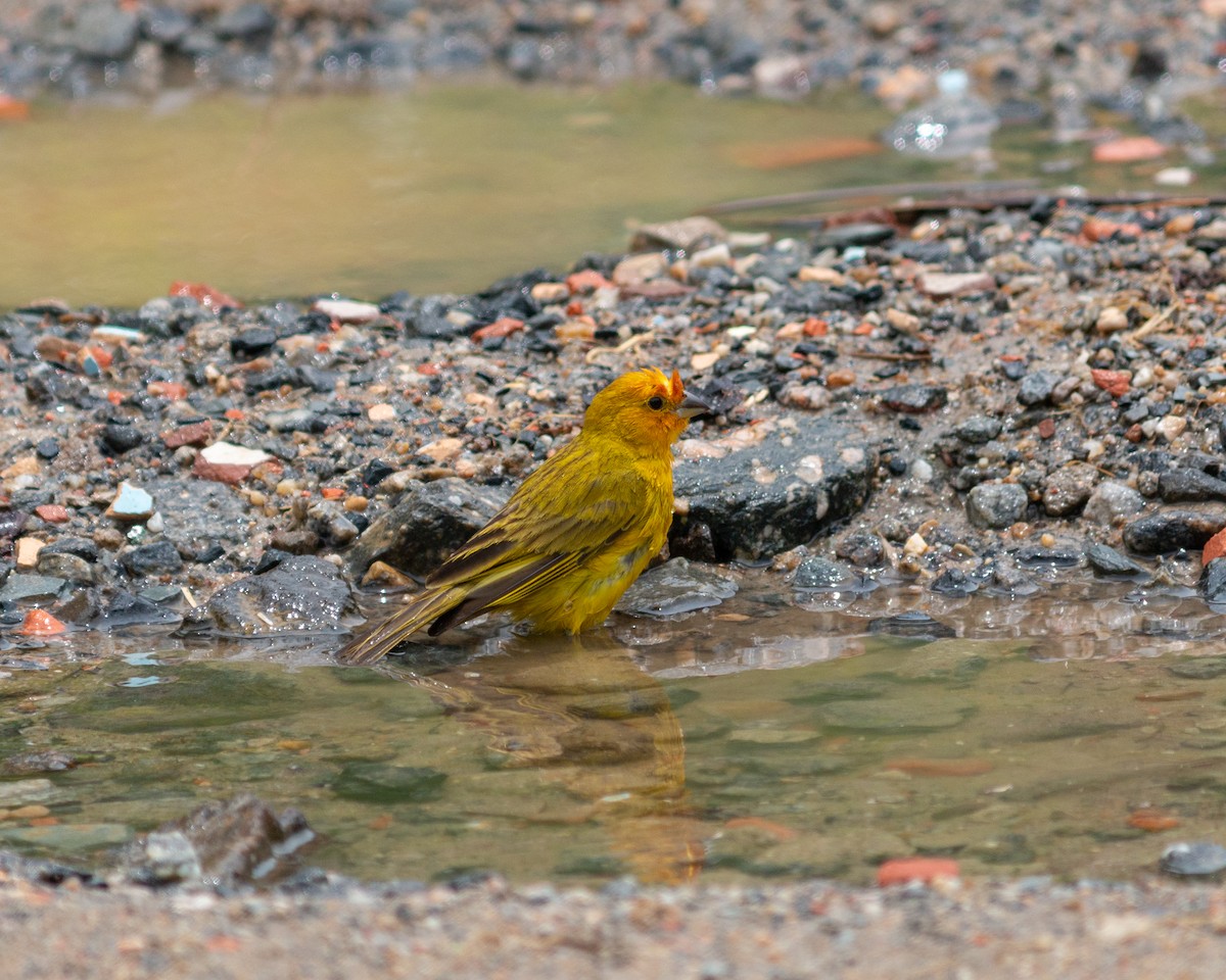 Saffron Finch - ML647902401