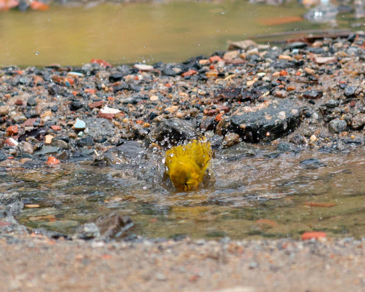 Saffron Finch - ML647902402