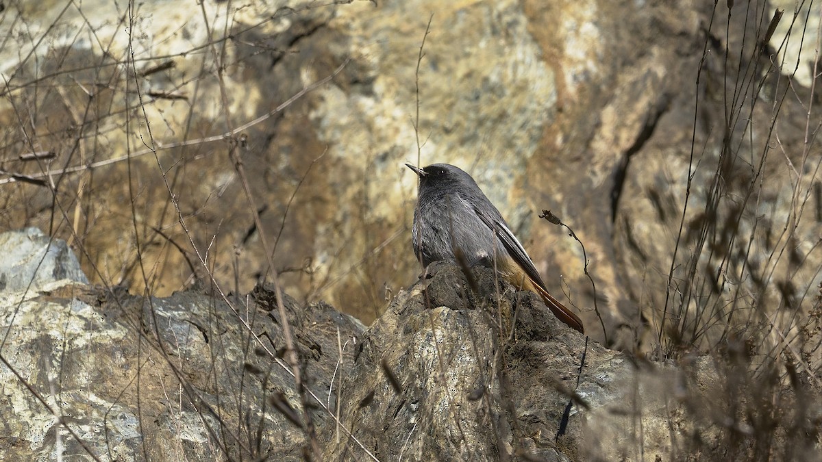 Buztangorri iluna - ML647902403