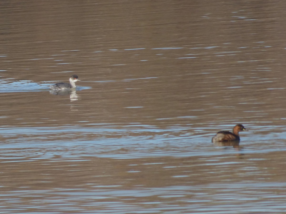 Txilinporta lepabeltza - ML647902404