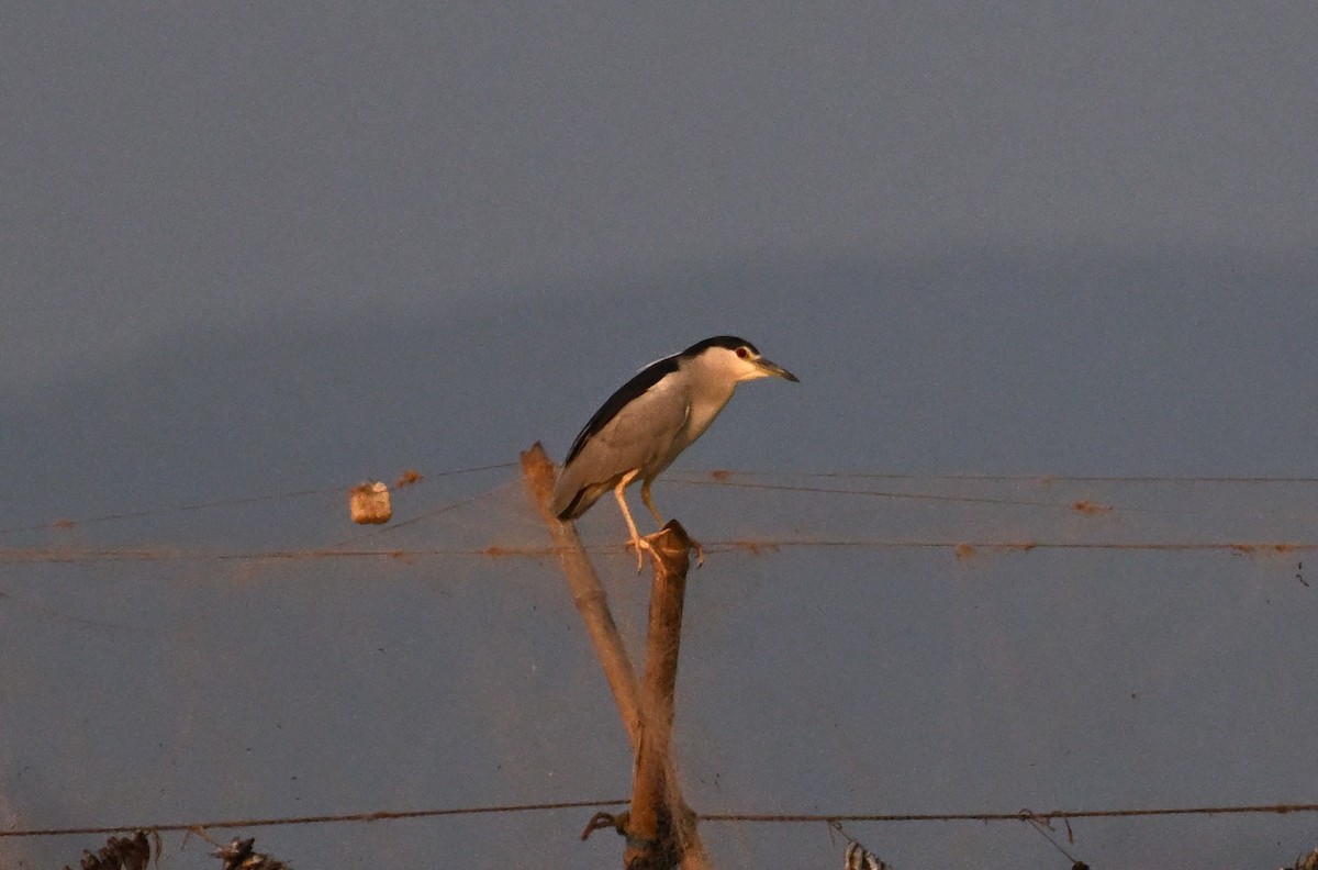 Amiltxori arrunta - ML647902405