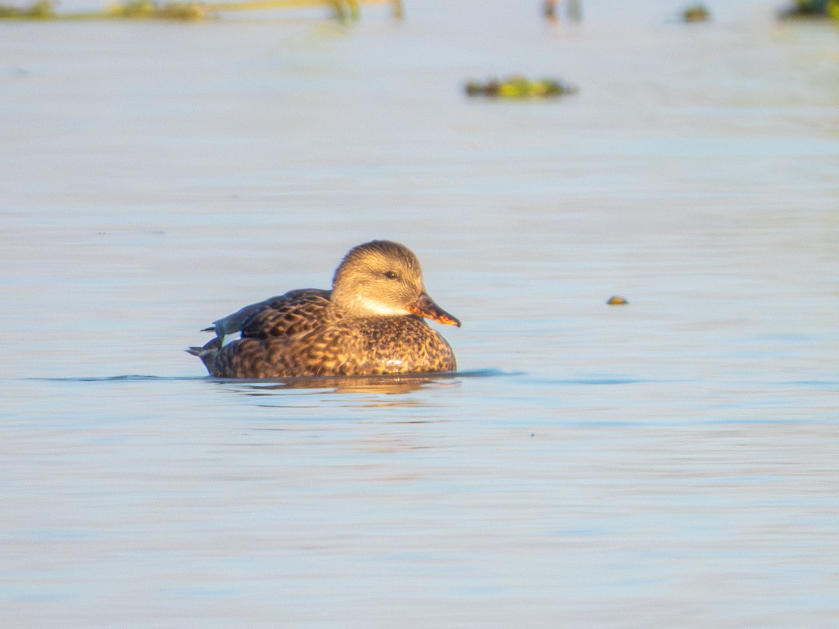 Ipar-ahatea (strepera) - ML647902406