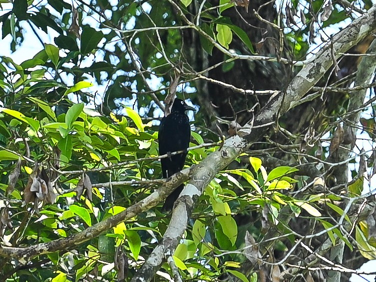 Hair-crested Drongo - ML647902407