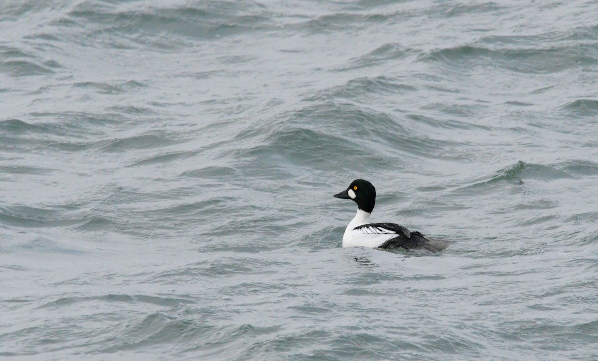 Murgilari urrebegia - ML647902408