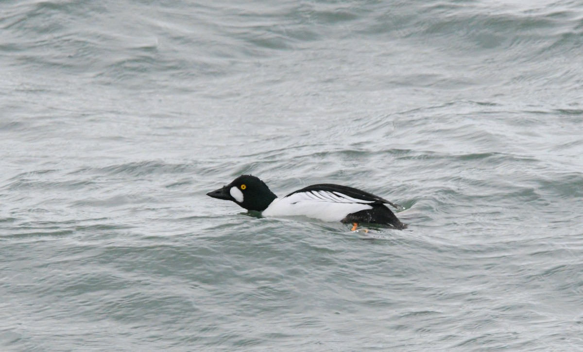 Murgilari urrebegia - ML647902409