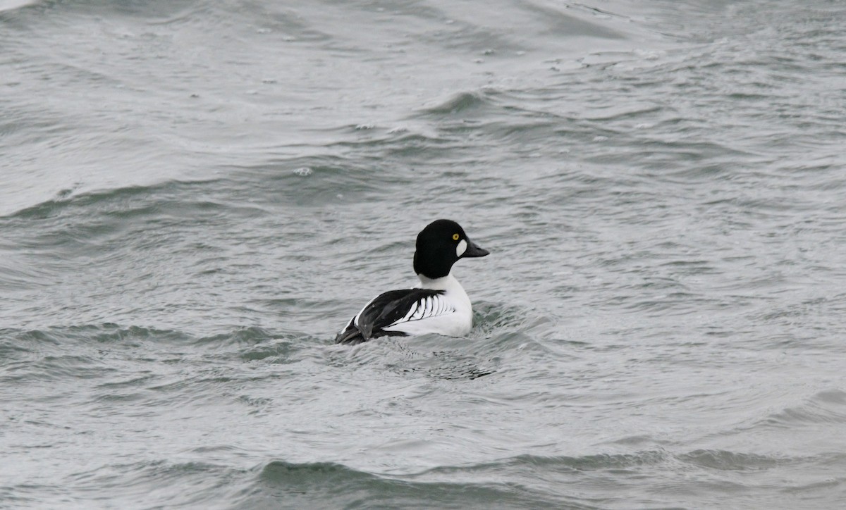 Murgilari urrebegia - ML647902410