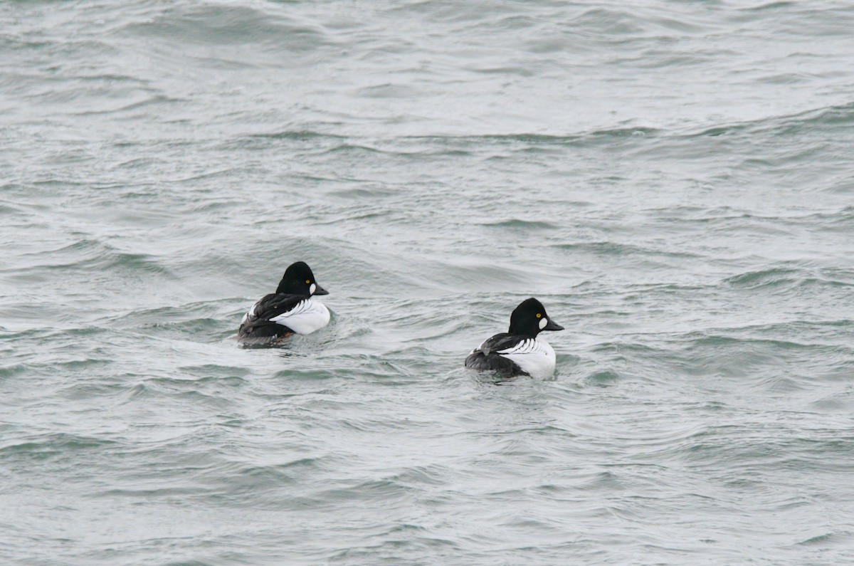 Murgilari urrebegia - ML647902411