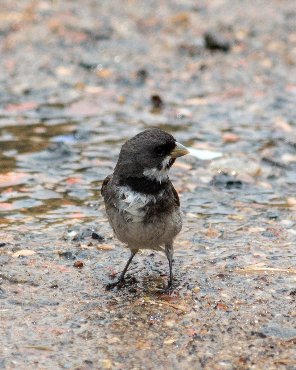 Double-collared Seedeater - ML647902412