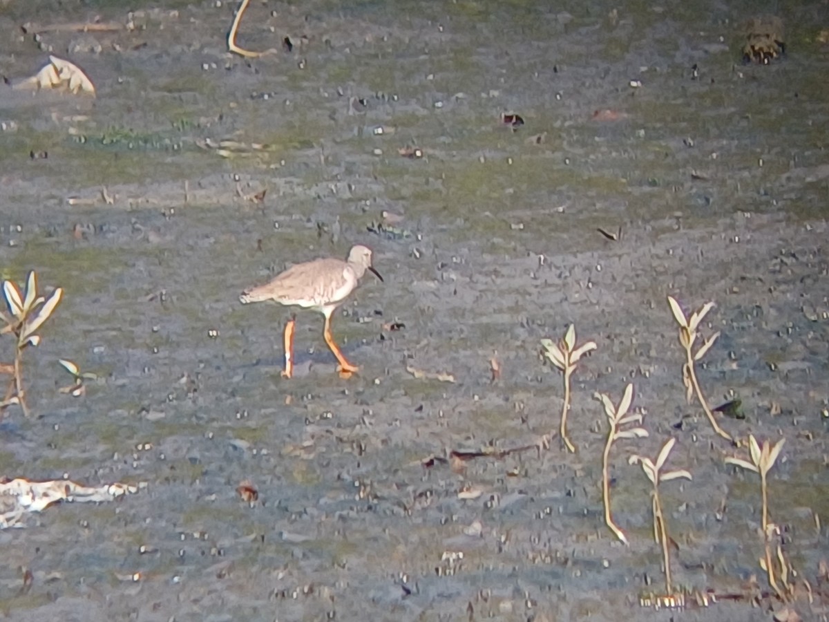 Bernagorri arrunta - ML647902414