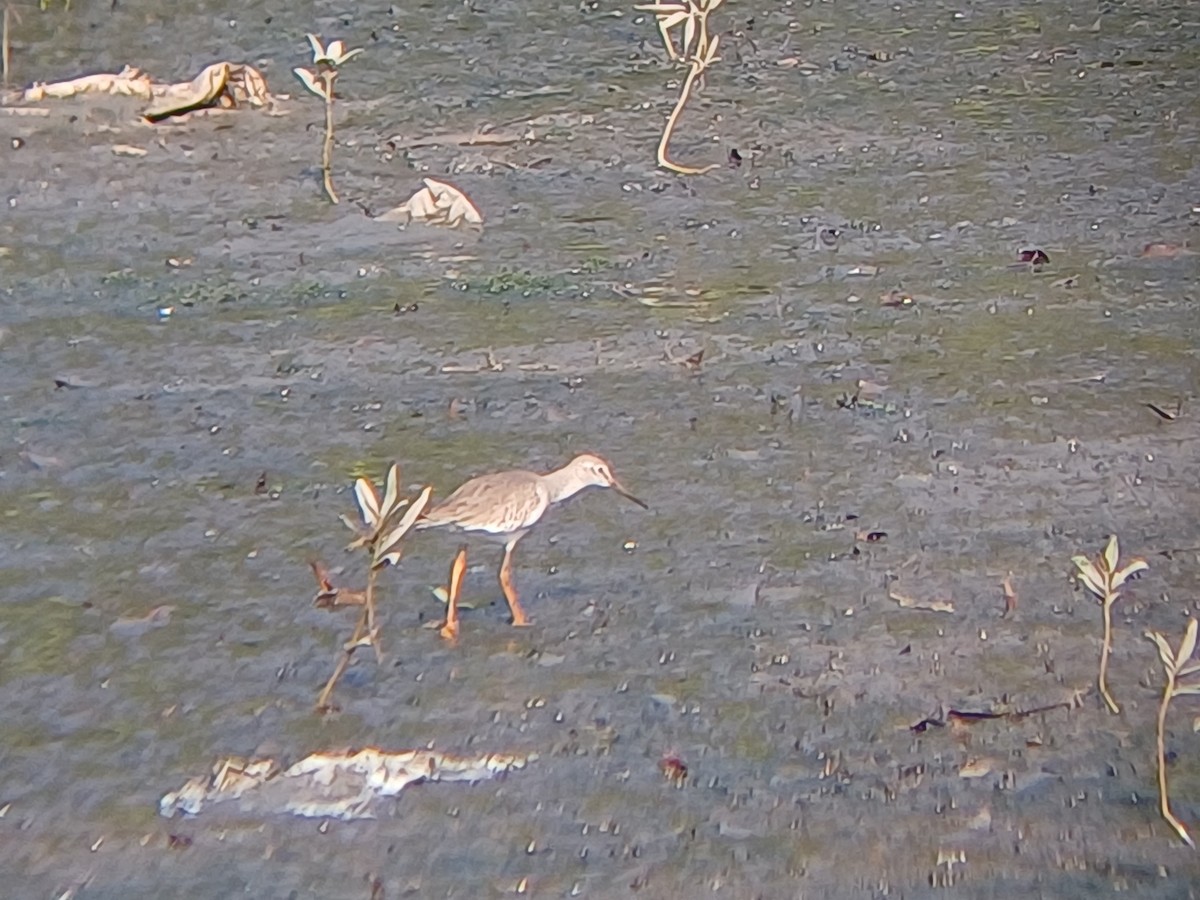 Bernagorri arrunta - ML647902415