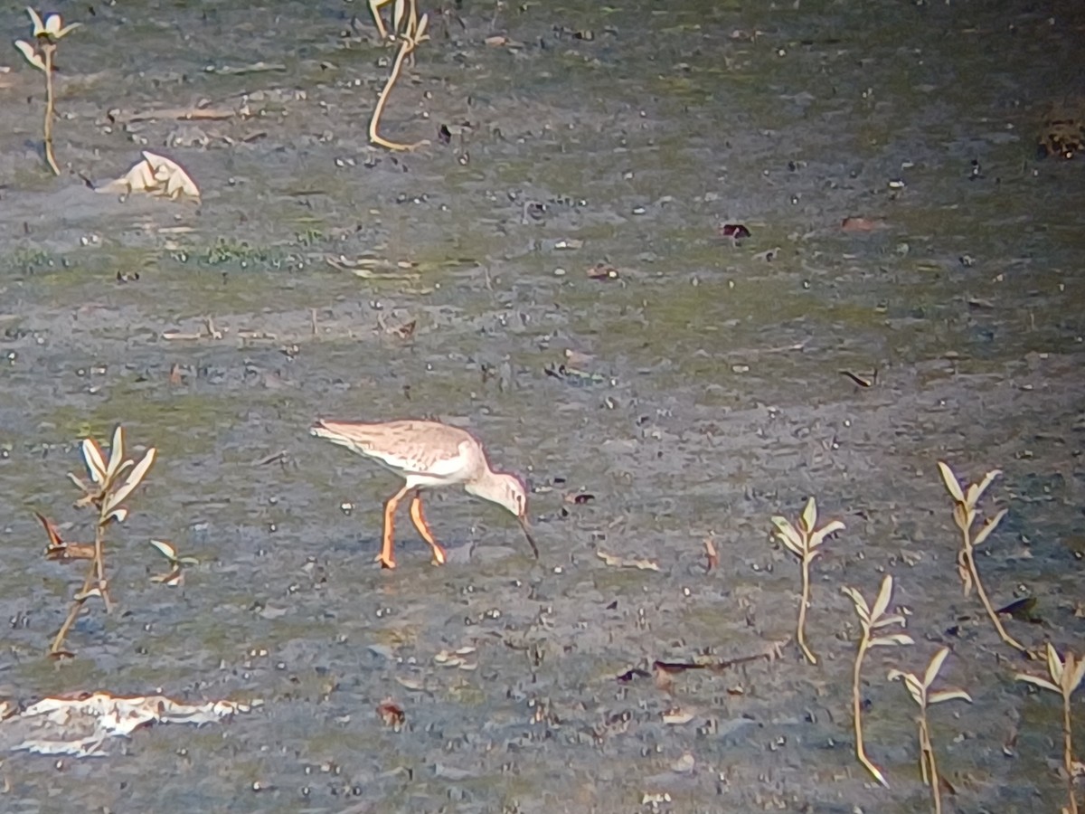 Bernagorri arrunta - ML647902416