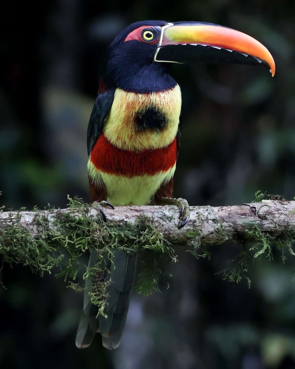 Fiery-billed Aracari - ML647902418