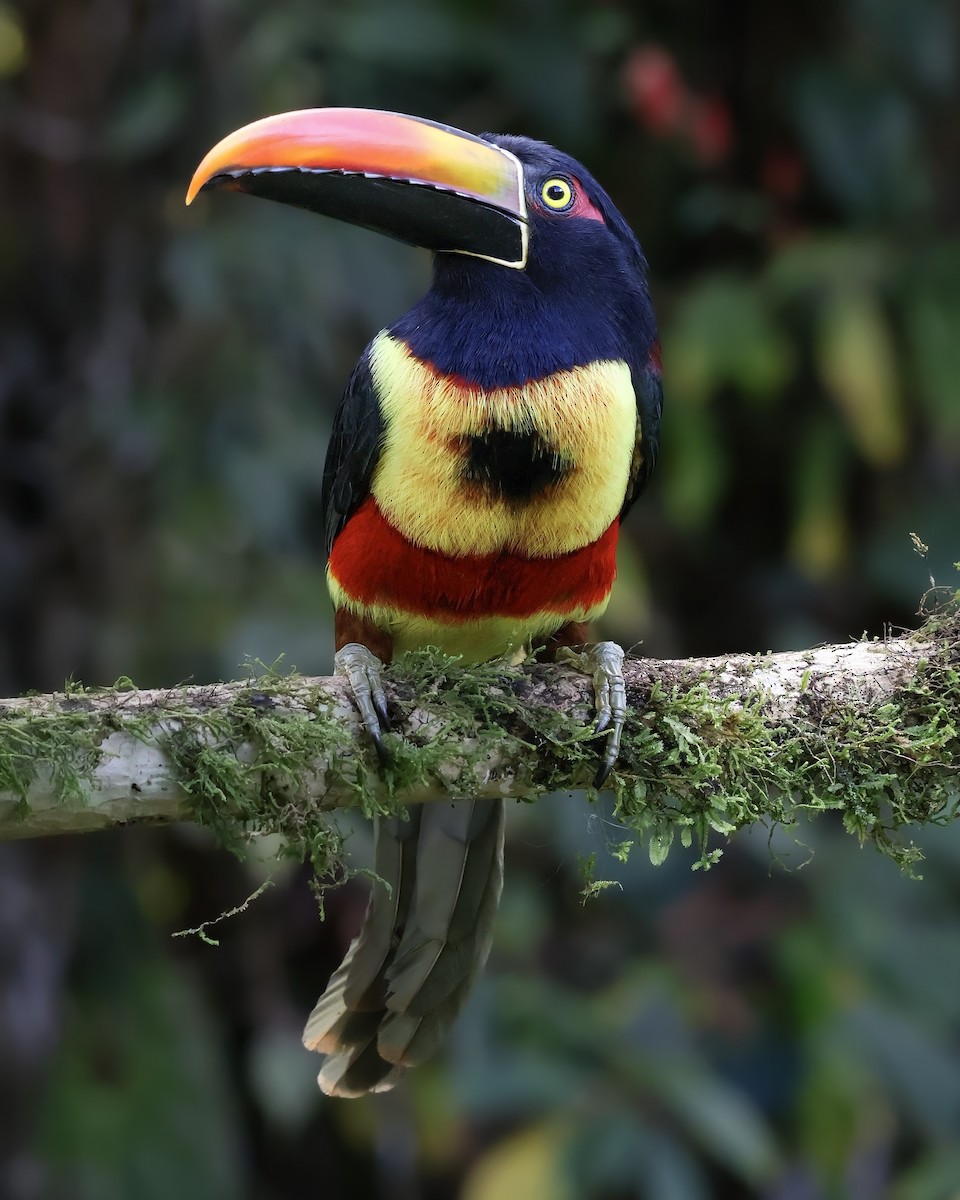 Fiery-billed Aracari - ML647902420