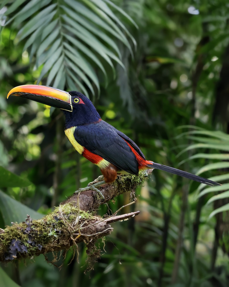 Fiery-billed Aracari - ML647902421
