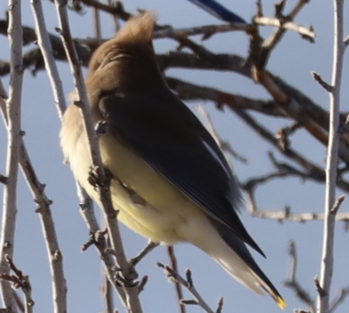 Buztanori amerikarra - ML647902422