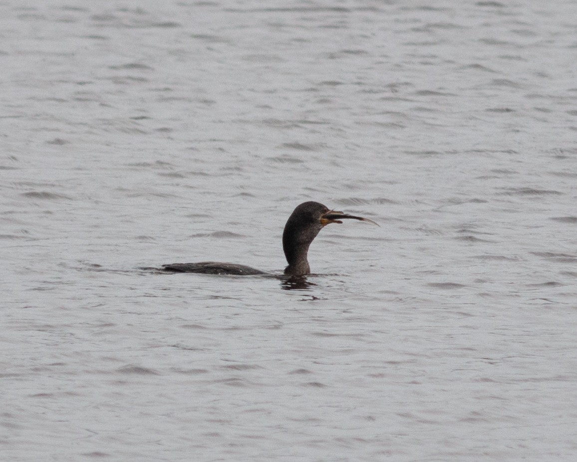 Neotropic Cormorant - ML647902423