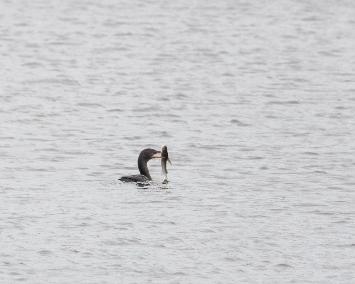 Neotropic Cormorant - ML647902424