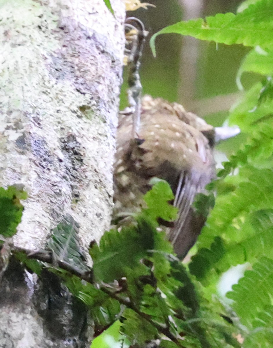 Olive-backed Woodcreeper - ML647902427
