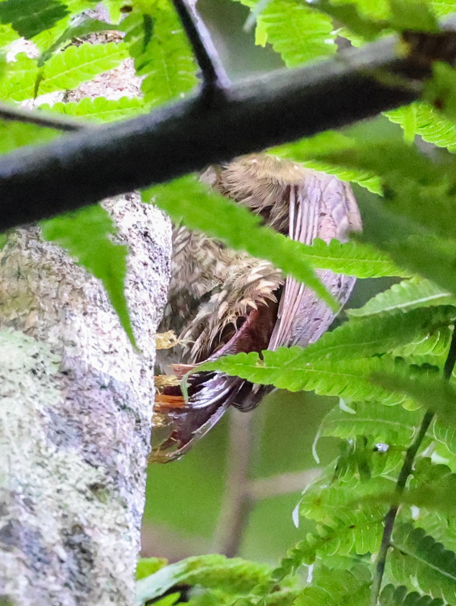 Olive-backed Woodcreeper - ML647902428