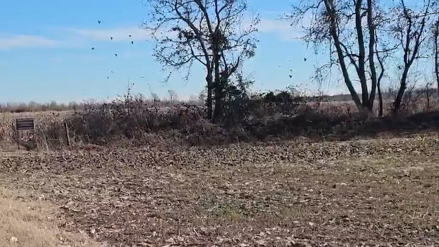 Red-winged Blackbird - ML647902545