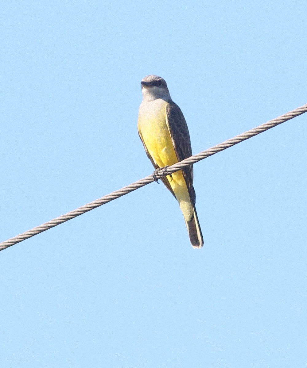 Западный тиранн - ML647902563