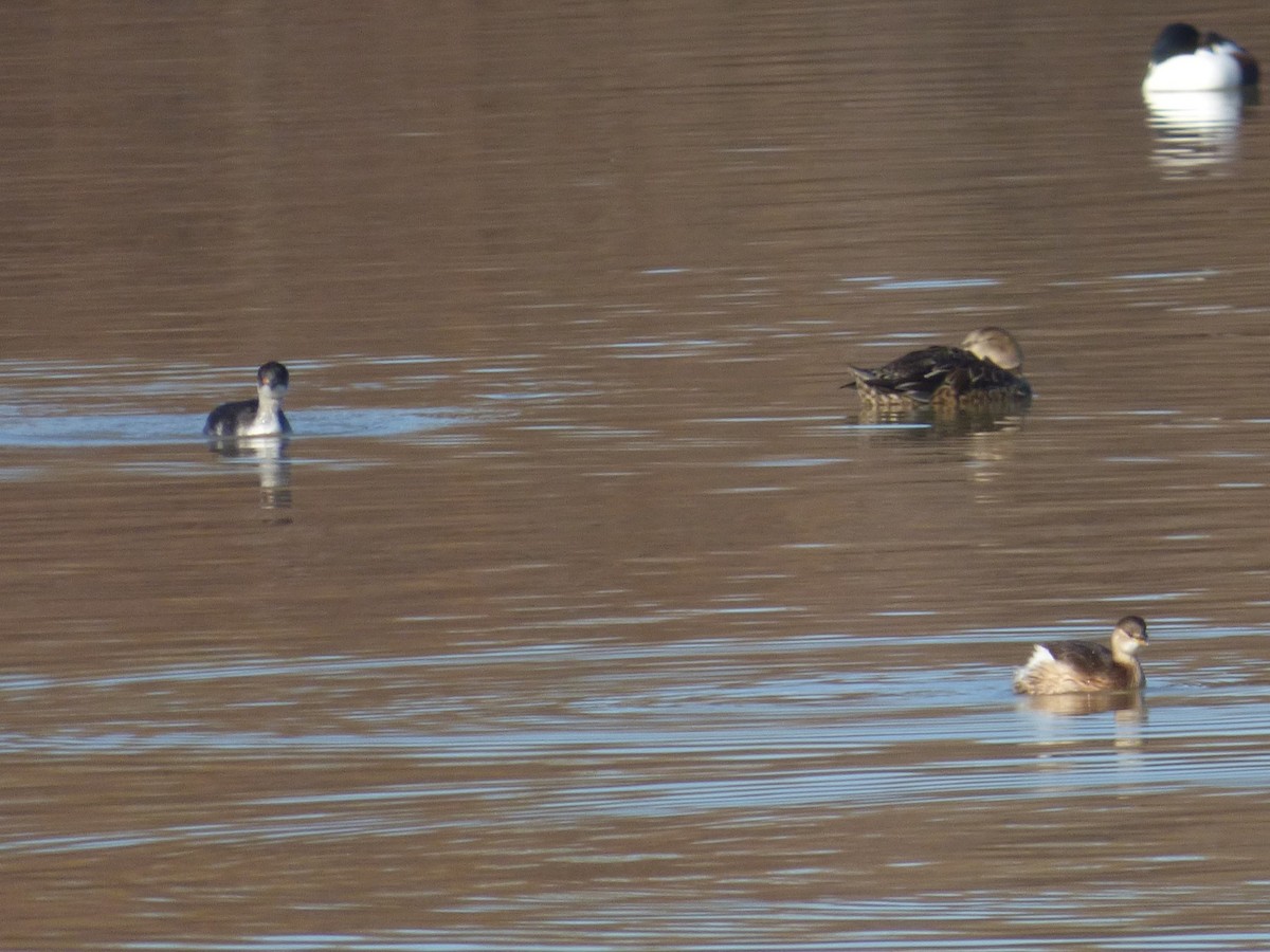 potápka černokrká - ML647902567