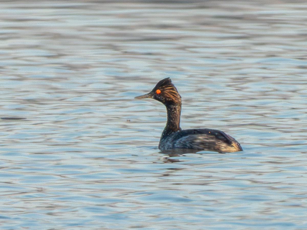 potápka černokrká - ML647902586