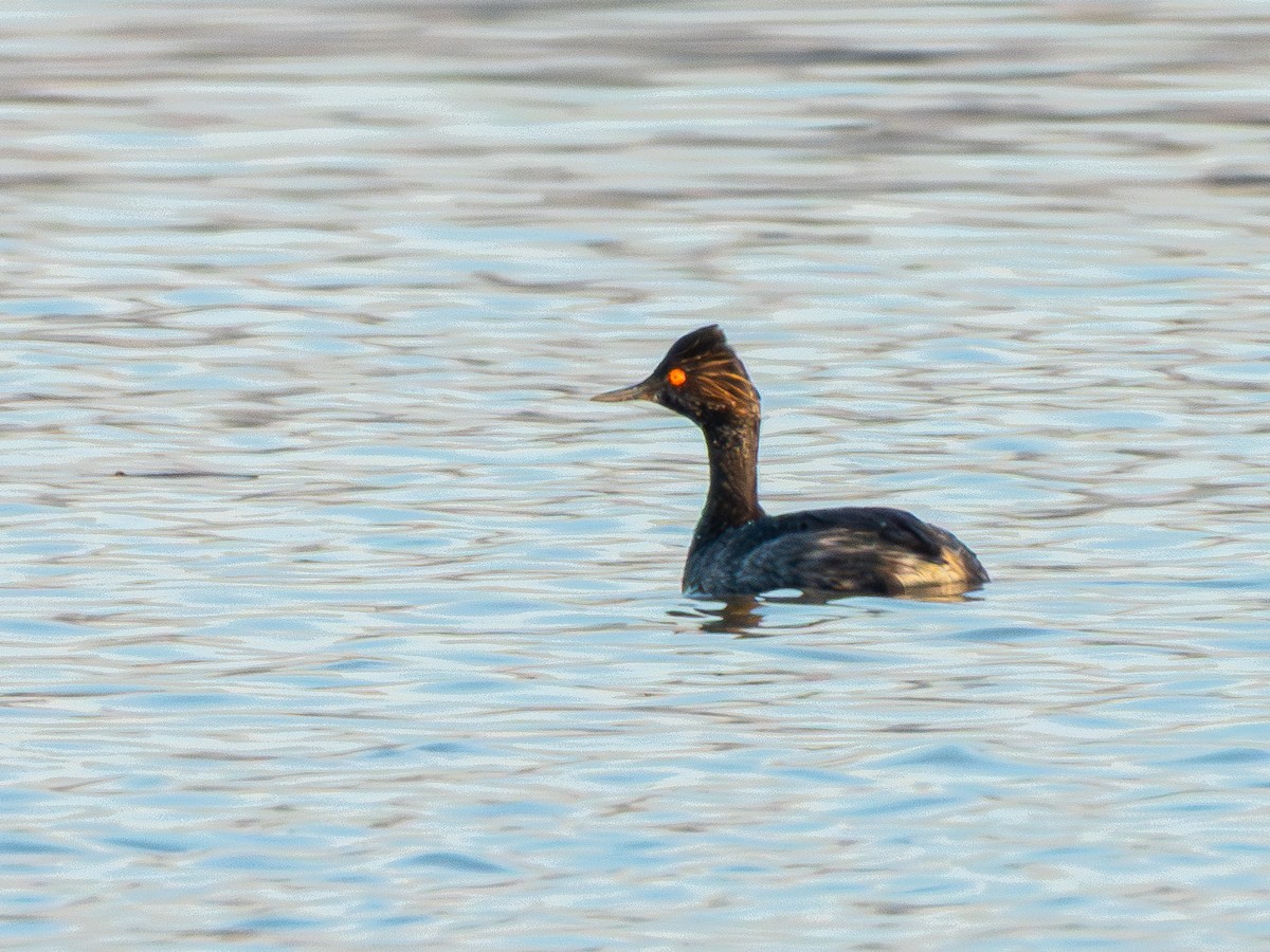 potápka černokrká - ML647902587