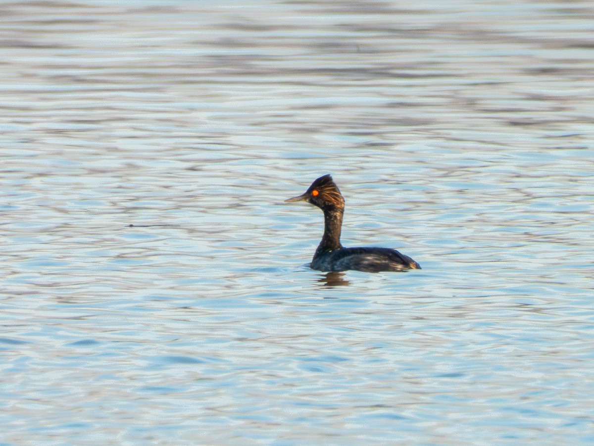 potápka černokrká - ML647902588