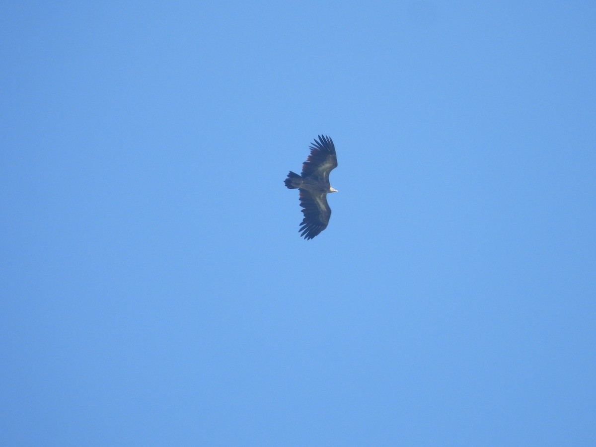 Himalayan Griffon - ML647902609