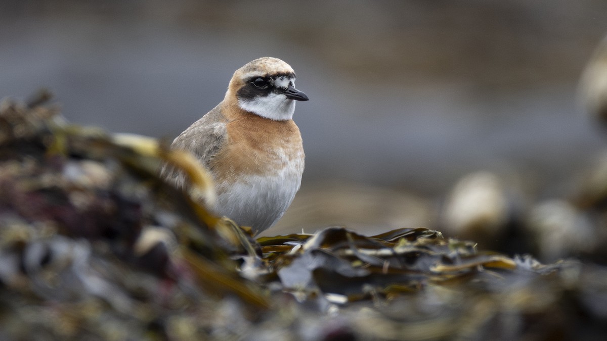 蒙古鴴 - ML647902615