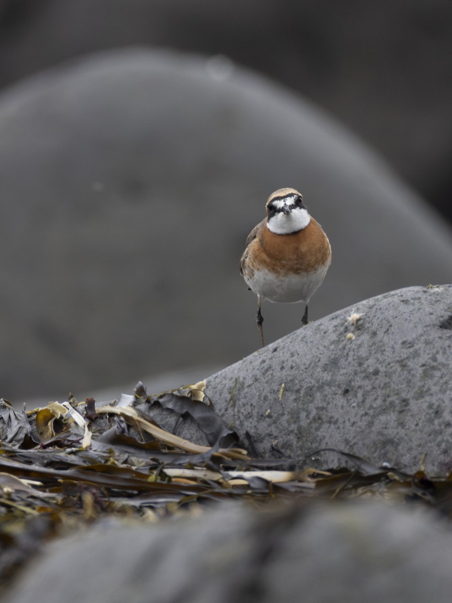 蒙古鴴 - ML647902616