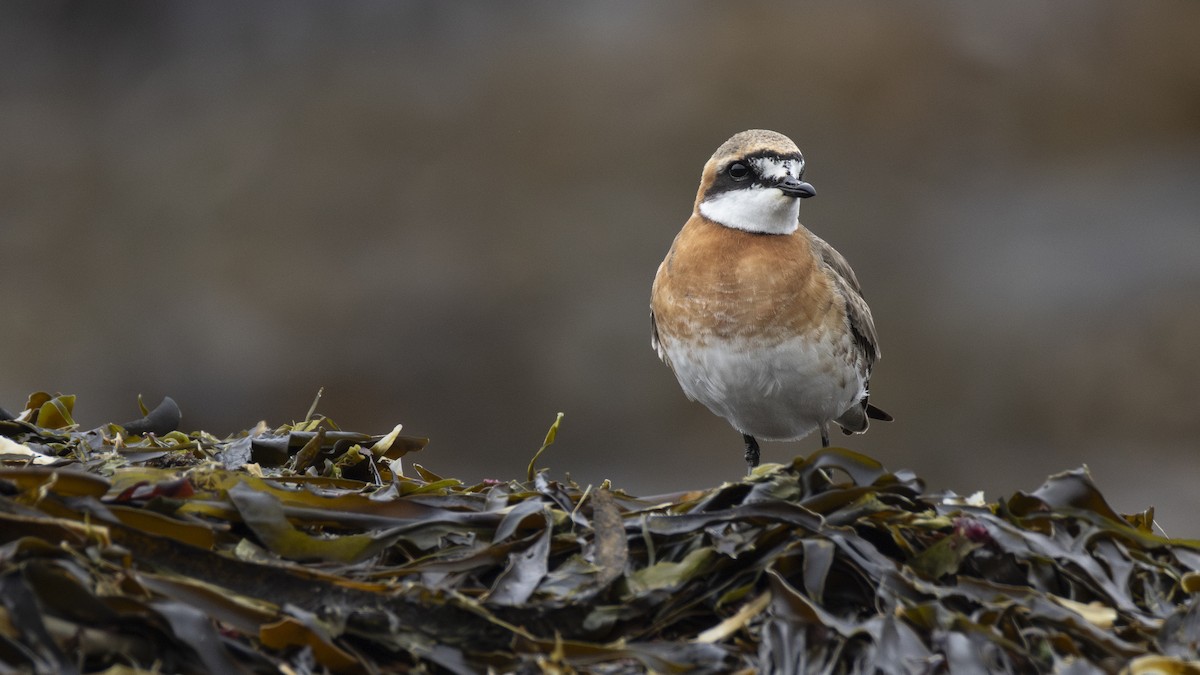 蒙古鴴 - ML647902621