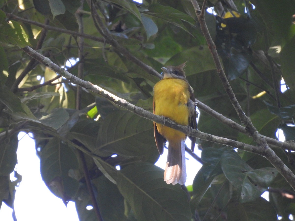 White-throated Bulbul - ML647902624