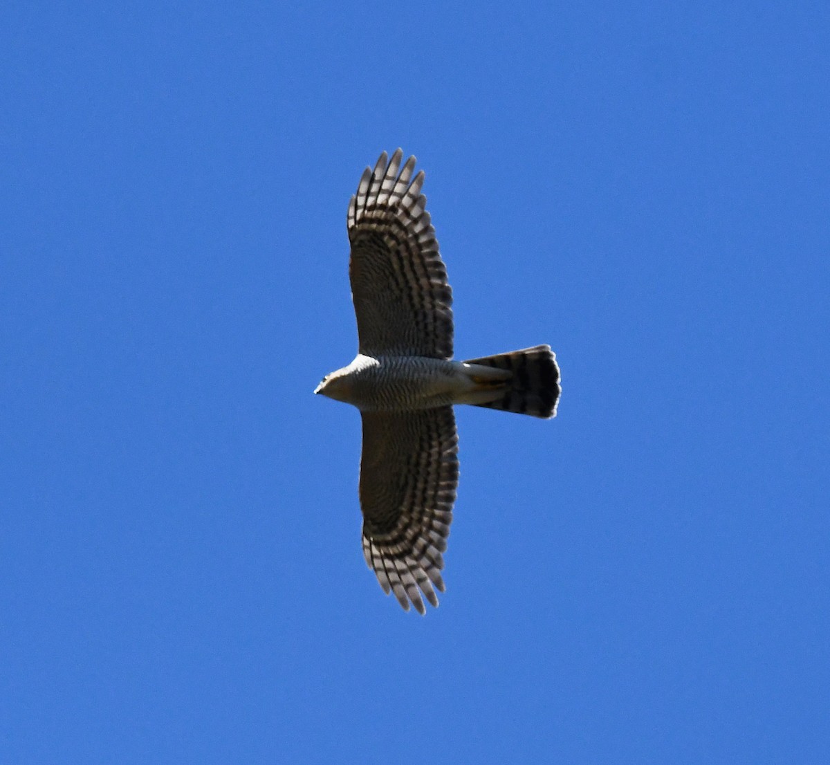 北雀鷹 - ML647902630