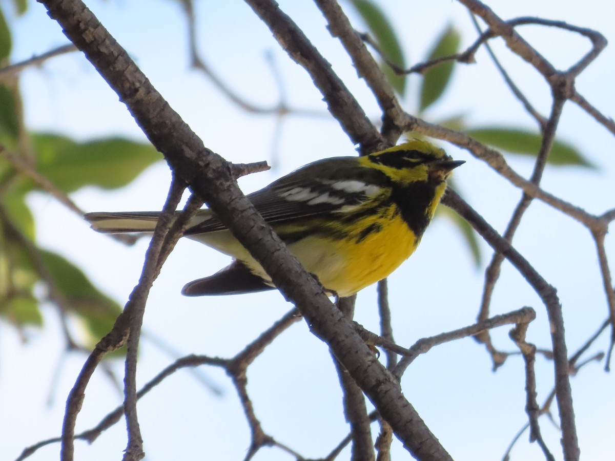 Townsend's Warbler - ML647902632