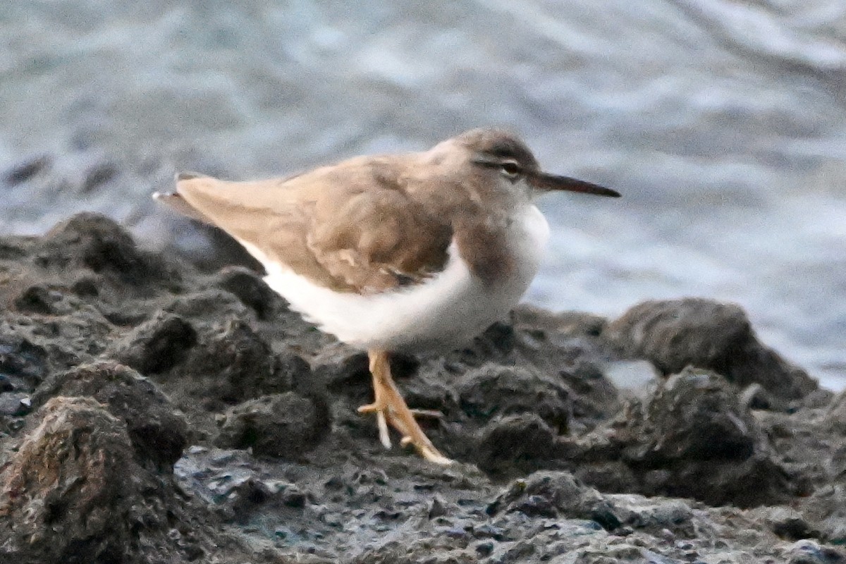 Spotted Sandpiper - ML647902636