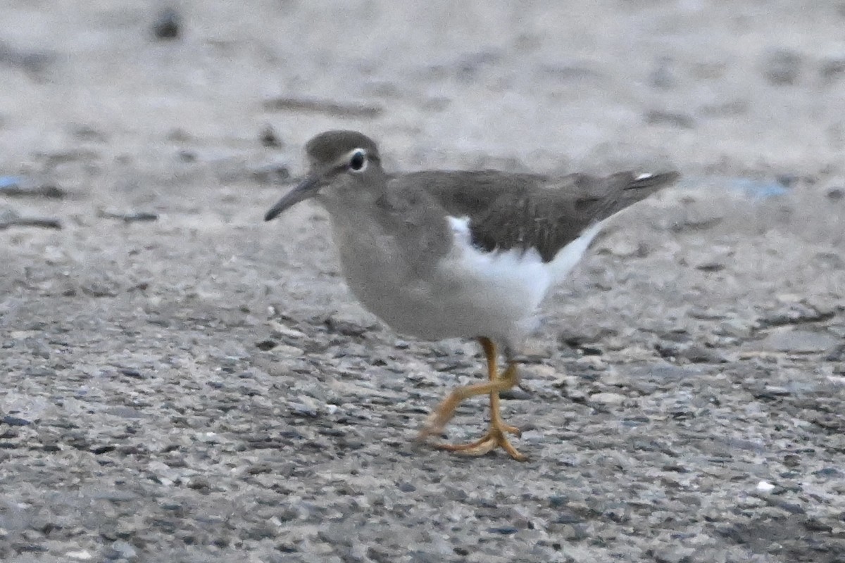 Spotted Sandpiper - ML647902637