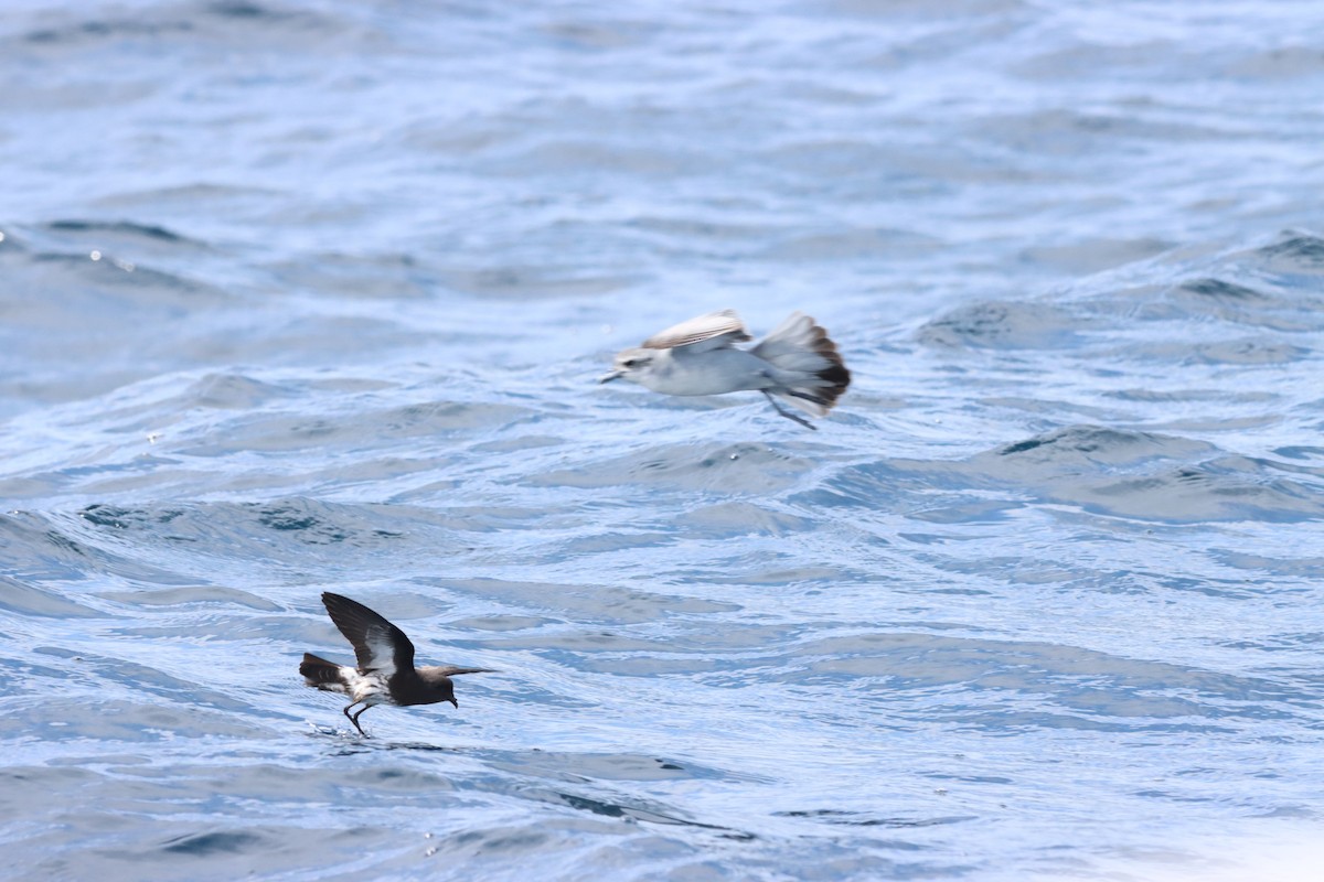New Zealand Storm-Petrel - ML647902638