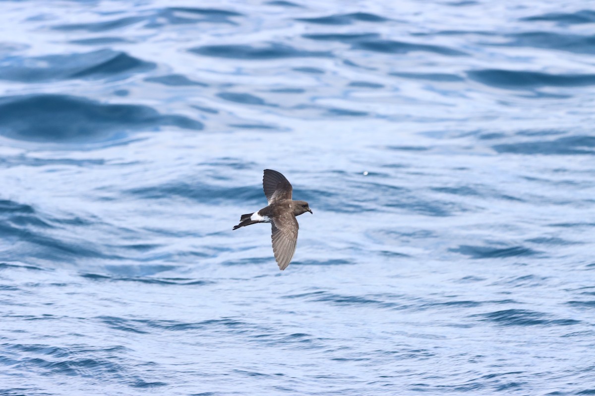 New Zealand Storm-Petrel - ML647902639