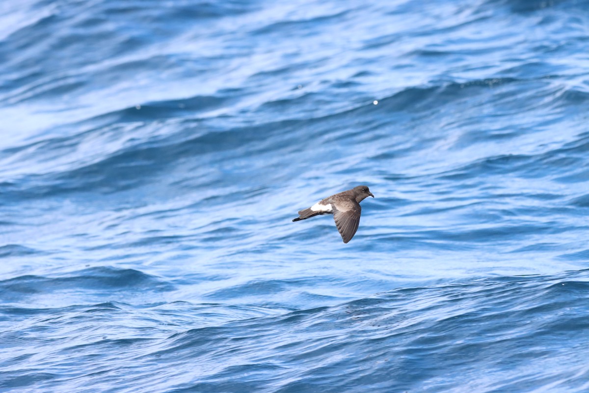 New Zealand Storm-Petrel - ML647902640