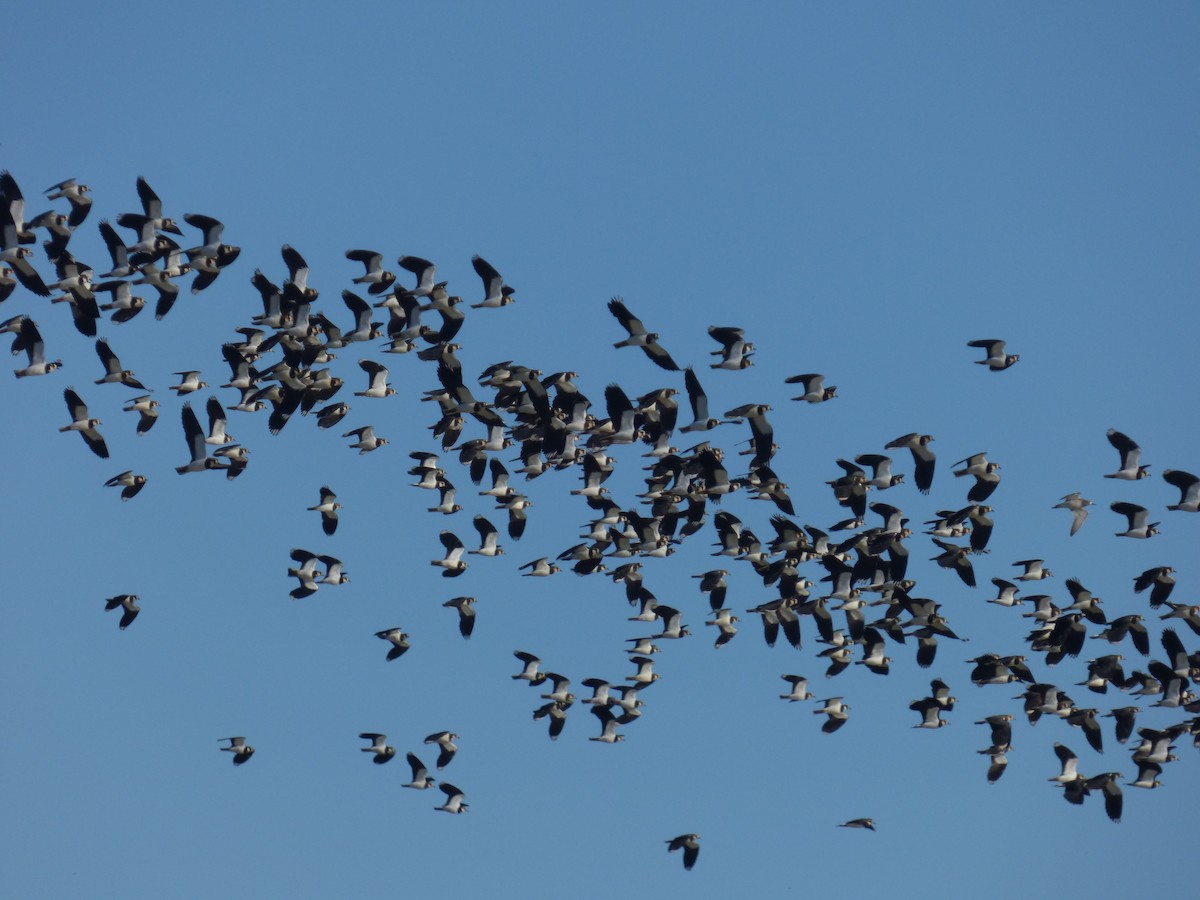 小辮鴴 - ML647902645